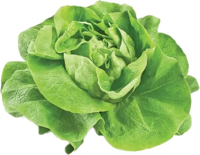 Slika za Zelena salata 1kg
